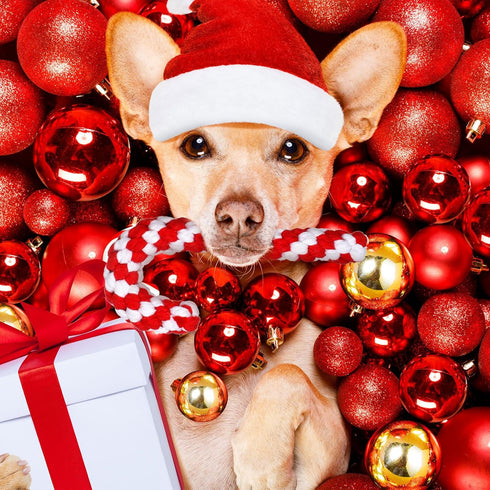 Liliful 24 Pieces Christmas in July Dog Rope Toys | Candy Cane Chew Toys for Small Medium Large Dogs