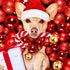 Liliful 24 Pieces Christmas in July Dog Rope Toys | Candy Cane Chew Toys for Small Medium Large Dogs
