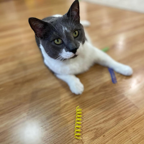 SPOT 3" 10-Pack Colorful Springs Cat Toys Bouncy Coils for Indoor Cats & Kittens to Swat, Chase & Bite, Safe