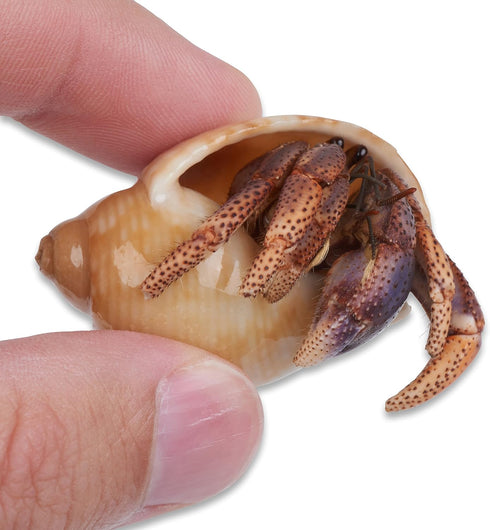 Store 3 3 Live Hermit Crabs Shipped Now-with Premium Hermit Crab Shells: Land Crabs with Extra Shells from Nature Gift