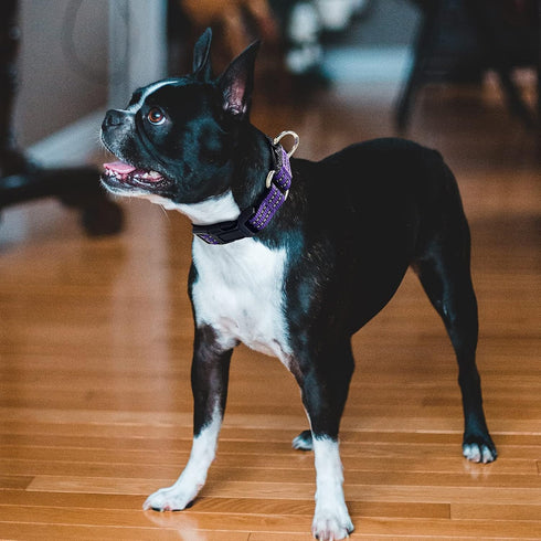 Reflective Nylon Martingale Collar for Dogs, Adjustable Quick Release No Slip Training Collar (Medium, Purple)