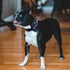 Reflective Nylon Martingale Collar for Dogs, Adjustable Quick Release No Slip Training Collar (Medium, Purple)