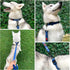 Tuff Pupper Waterproof Action Collar for Dogs, Heavy Duty Tear Proof Dog Collar with Rust-Proof Metal Hardware