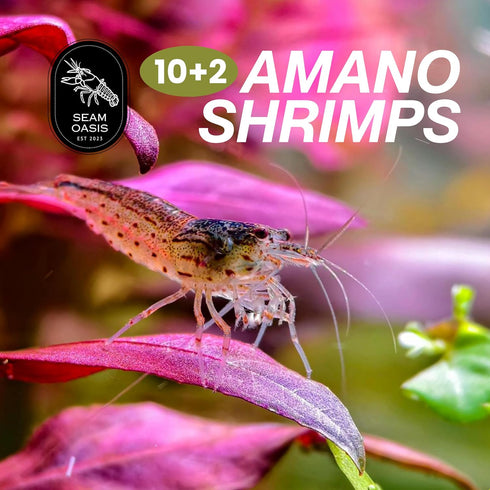 1/4" 1/2" (10+2 Pack) Amano Shrimps Algae Cleaner Inverts Live Freshwater Aquarium Shrimps - - Live Shrimp Arrival
