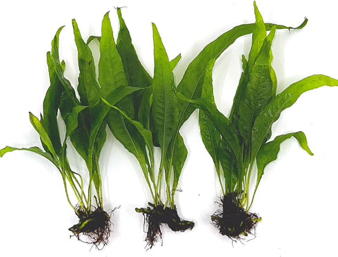 3 Aquatic Plants Bundle | Live Plants for Freshwater Aquariums (3 X
