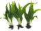 3 Aquatic Plants Bundle | Live Plants for Freshwater Aquariums (3 X