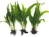 3 Aquatic Plants Bundle | Live Plants for Freshwater Aquariums (3 X