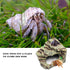 Oooct Hermit Crab Hideout, Resin Simulation Stone Reptile Cave Hideout, Hermit Crab Climbing Toys, Terrarium Habitat
