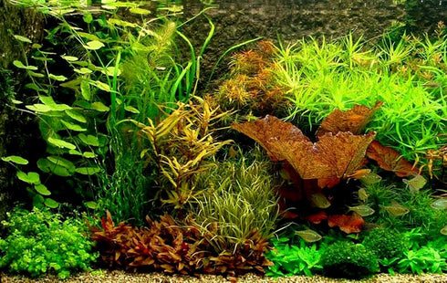 Aquatic Discounts 3 BUY2GET1FREE! Different Beginner/Super Easy Live Aquarium Plants - Bacopa + Hornwort + Java Fern