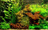 Aquatic Discounts 3 BUY2GET1FREE! Different Beginner/Super Easy Live Aquarium Plants - Bacopa + Hornwort + Java Fern
