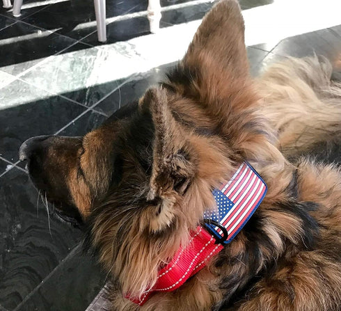 2-Inch Wide Tactical Dog Collar with Control Handle, Adjustable for Medium & Large Dogs, Military Style with Name Plate