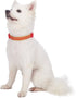 Blueberry Pet Adjustable Dog Collar, Gold Metallic Thread Zigzag, True Red, Small, Neck 12"-16"