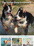 Dog Shock Collar 2 Pack, Dog Training Collar with Remote, IP65 Waterproof E Collar for Dogs with Shock, Vibrate, Beep
