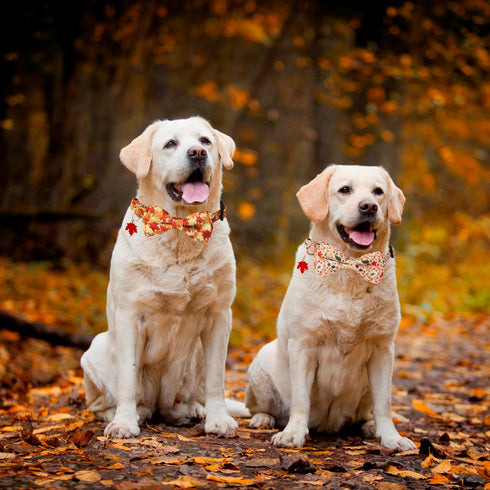 ADOGGYGO Fall Dog Collar with Bow, Adjustable Thanksgiving Dog Collars with Removable Bowtie Autumn Leaves Thanksgiving Collars for Small Medium Large Dogs Pets (Large, Fall)
