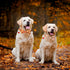 ADOGGYGO Fall Dog Collar with Bow, Adjustable Thanksgiving Dog Collars with Removable Bowtie Autumn Leaves Thanksgiving Collars for Small Medium Large Dogs Pets (Large, Fall)