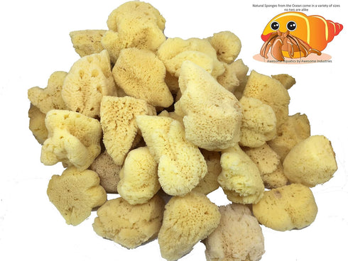 Awesome Aquatic 4 Pack 4 Natural Jumbo Hermit Crab Sponges Natural Sea Sponge Maintains Providing Humidity Helps