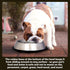 Iconic Pet Set of 2 Stainless Steel Anti-Skid Slow Feed Bowls - 12 oz for Small Dogs, Durable Design