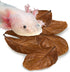 SunGrow 10 Pack Axolotl Indian Almond Leaves, 5-Inches for Aquarium Water Quality Improvement