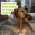 100% -12 Inch(4 Count) 7 oz Natural Bully Sticks & Beef Sticks for Dogs Grass-Fed Beef, Long-Lasting & Odor-Free Dog