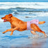 Bands(3Pack), Female Dogs Diapers Belly Washable Reusable Female Skirt Doggy Wraps Panties for Doggie Puppy Pooping