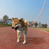 5FT Ombre Cotton Dog Leash - Heavy Duty Braided Training Leash with Comfortable PU Leather Handle for Small, Medium &