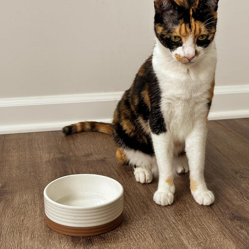 Mora Ceramic Pet Bowl Size Small, Food/Water Dish for Puppy Dogs, Cats, Guinea Pig, 11oz or 2 Cups, Vanilla