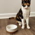 Mora Ceramic Pet Bowl Size Small, Food/Water Dish for Puppy Dogs, Cats, Guinea Pig, 11oz or 2 Cups, Vanilla