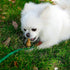 MON2SUN 2.5 Inch 60 Count Dog Rawhide Knot Bones Small Rawhide Bones Mini Chews Chicken Flavour for Puppy and Small