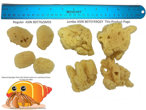 Awesome Aquatic 4 Pack 4 Natural Jumbo Hermit Crab Sponges Natural Sea Sponge Maintains Providing Humidity Helps