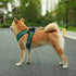 Best Pet Supplies Reflective No Pull Harness for Small, Medium Dogs, Cats - All Weather Mesh, Turquoise 2-Tone, XL