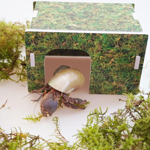 Begeterday Hideout5.1 3.5 3.1 inch Hermit Crab Accessories, Naturally Green Hermit Crab x x