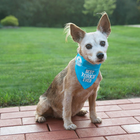 Pavilion Best Yorkie Ever Sky Blue Canvas Small Dog Bandana Collar, 7" x 5"