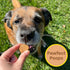 Peanut Butter, Cricket, Pumpkin Gut Health Dog Treats - 5oz, 2-Pack | Natural Prebiotic, Made in USA