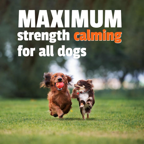 Pet Naturals BusyButter Extra Strength Calming Peanut Butter with Melatonin for Dogs - Great for Treats and Training