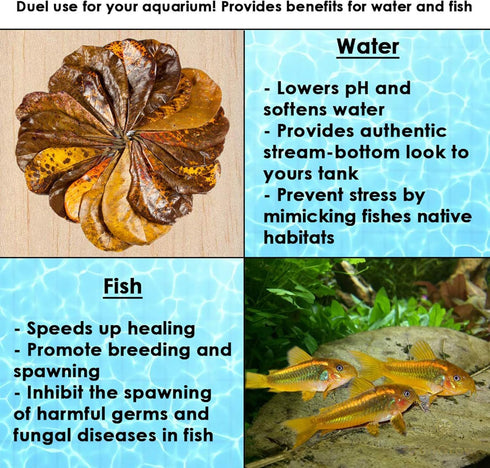 SunGrow 10 Pack Hermit Crab Large Catappa Indian Almond Leaves - Dried Leaves for Spawning, Nutrition for Isopods,