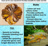 SunGrow 10 Pack Hermit Crab Large Catappa Indian Almond Leaves - Dried Leaves for Spawning, Nutrition for Isopods,