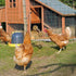 BingegePet Chicken Coop Accessories, Wooden Chicken Feeding Rotating Toys, Chicken Feeders, Enrichment Toys for Hens