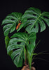 21" 8" 7.25" Komodo Reptile Terrarium Monstera Leaf Plant with Weighted Base | Extra Large Realistic Artificial Plant