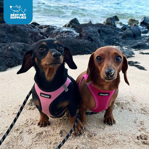 Best Pet Supplies Voyager Step-in Air Dog Harness, All Weather Mesh, No Pull for Small, Medium Dogs, Cats, Fuchsia, L
