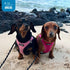 Best Pet Supplies Voyager Step-in Air Dog Harness, All Weather Mesh, No Pull for Small, Medium Dogs, Cats, Fuchsia, L