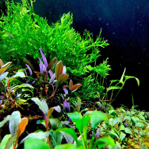 Generic 5X Java Fern Windelove Microsorum Pteropus Looses Aquarium Live Plant for Fish Tank Decoration