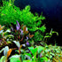 Generic 5X Java Fern Windelove Microsorum Pteropus Looses Aquarium Live Plant for Fish Tank Decoration