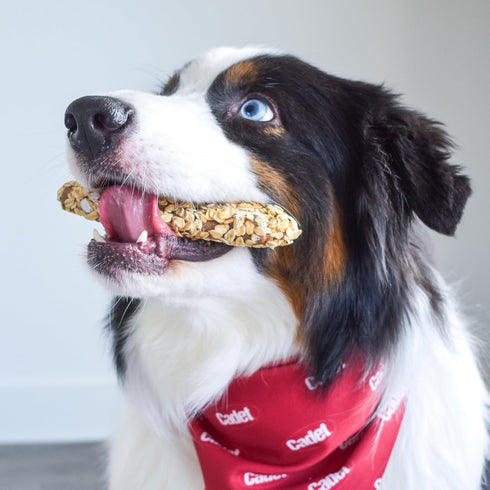 2 Pack Cadet Chewalicious Layered 'N Dipped with Oats, Rawhide-Free Dog Chews, Limited-Ingredient & Long-Lasting Chew