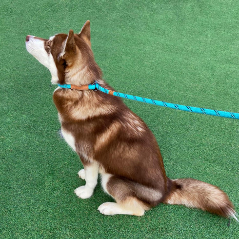 5 FT Heavy Duty Slip Lead Dog Leash for Small Medium Large Dogs, No Pull Training with Reflective Thread, Teal Stripe,