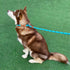 5 FT Heavy Duty Slip Lead Dog Leash for Small Medium Large Dogs, No Pull Training with Reflective Thread, Teal Stripe,