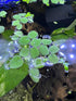 TMD Fishkeeping 50 Water Spangles (Salvinia Minima) Live Floating Plants for Aquarium or Pond by TMDFishKeeping