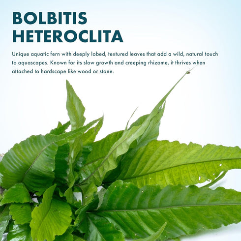 (Bolbitis SubstrateSource Live Plants - El Nio Fern heteroclita) - Midground to Background Epiphytic Rhizome for Low