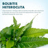 (Bolbitis SubstrateSource Live Plants - El Nio Fern heteroclita) - Midground to Background Epiphytic Rhizome for Low