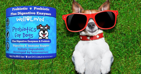 Well Loved Probiotics for Dogs, Dog Probiotics, Made in USA, Vet Developed for Gut Health, Yeast Balance, Itchy Skin