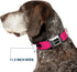 Buckle-Down Seatbelt Buckle Dog Collar - Bat Signal-3 Fuchsia/Black/Fuchsia - 1.5" Wide, Fits 16-23" Neck, Medium